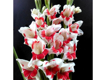 Гладиол Japonica -  Gladiolus butterfly  'Japonica - 1 бр