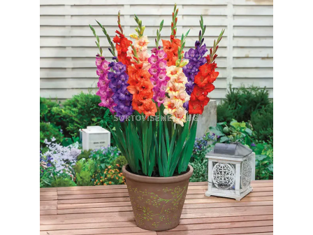 Гладиоли ниски микс/ Gladiolus small-flowered glamini mixed - 1 брой