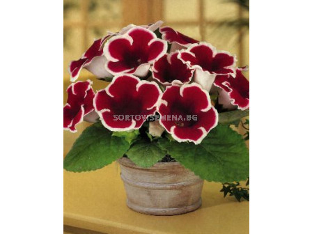 Глоксиния (Gloxinia) Kaiser Friedrich - 3/4