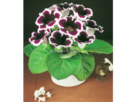 Глоксиния (Gloxinia) Kaiser Wilhelm - 3/4