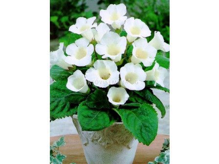 Глоксиния Mont Blanc (размер 3/4) - Gloxinia Mont Blanc (size 3/4)