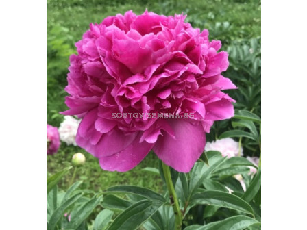 Божур/ LACTIFLORA PAEONIA Glory Hallelujah - 1 бр.