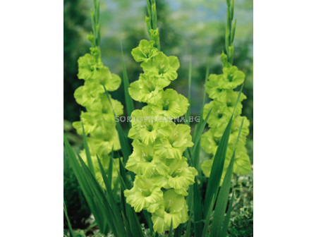 гладиол Green Star - gladiolus Green Star