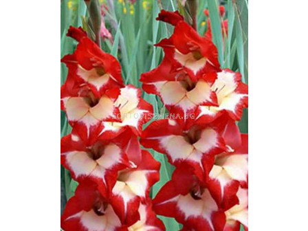 гладиол Rolinka - gladiolus Rolinka