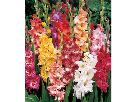 гладиол Ruffled Mix - gladiolus Ruffled Mix