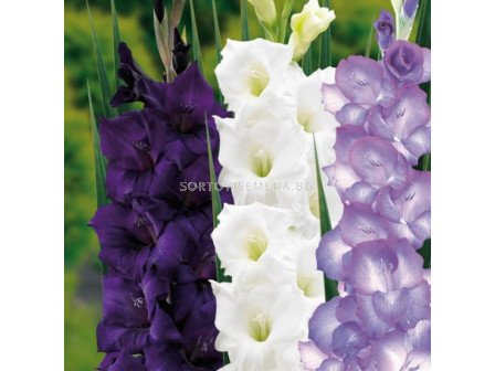 Гладиоли микс бяло/ лилаво - Gladiolus Purple/White . 20 бр. 