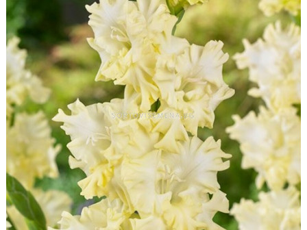 Гладиол Lemon Frizzle - Gladiolus large-flowered  'Lemon Frizzle' 12/14 - 1 бр.