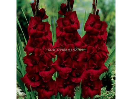 Гладиол /Gladiolus  'Deepest Red' /1 бр