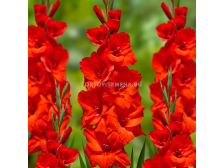 Гладиол Advance/ Gladiolus large-flowered 'Advance - 1 бр.