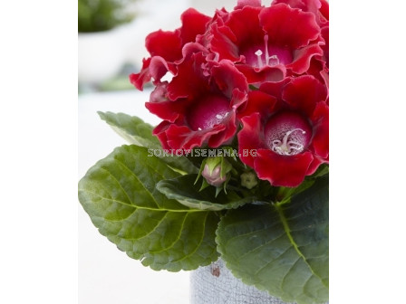 Глоксиния (Gloxinia) Etiole de Feu (размер 3/4) 