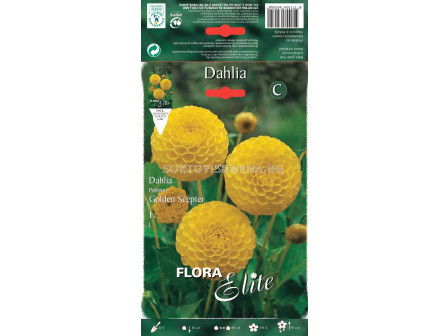 Далия - Dahlia pompon Golden Scepter