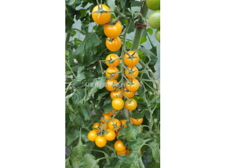 Семена домати жълто чери GOLDWIN F1 ZKI - 1000 семена