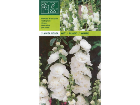Градинска ружа - бяла - Alcea rosea - white