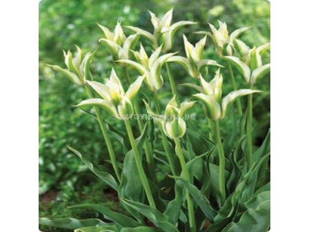 Лале/ Tulip lily-flowered Greenstar - 1 бр.