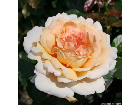 Роза Großherzogin Luise (хибридна чаена роза) - серия Parfuma-Kordes- 1 брой