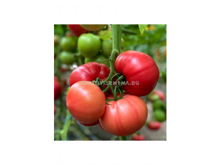 Семена домати Густо Пинк F1(Gusto Pink F1)- 500 сем