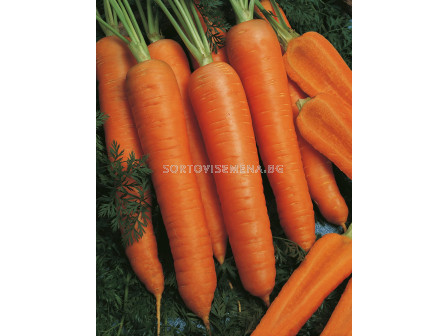 Семена за моркови НАПОЛИ (Napoli F1) фракция 2.0 - 2.2 mm. BJ