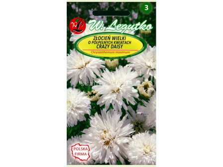Хризантема бяла / Chrysanthemum paludosum white/ LG 1 оп