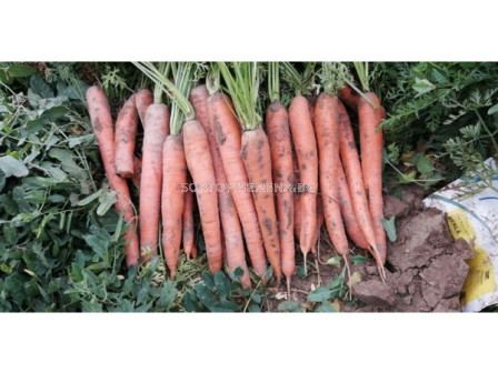 Семена Моркови HEKLA F1- 100 000 сем