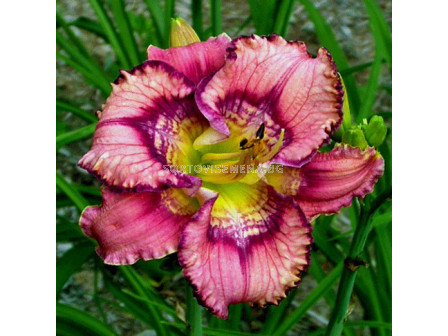 Хемерокалис / Hemerocallis Get Jiggy / 1 бр