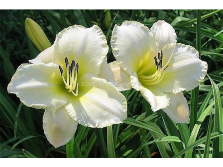 Хемерокалис Ангелска красота Арк. сняг  /HEMEROCALLIS ARCTIC SNOW/ 1 бр