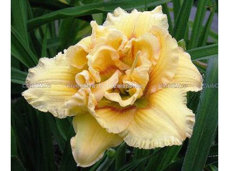 Хемерокалис (Hemerocallis) Auspicious