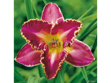 Хемерокалис (Hemerocallis) David Kirchoff 