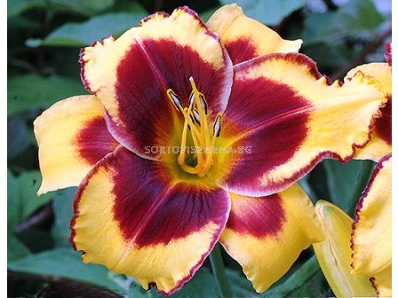 Хемерокалис (Hemerocallis) Don Stevens