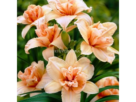 Хемерокалис (Hemerocallis) Double Cutie