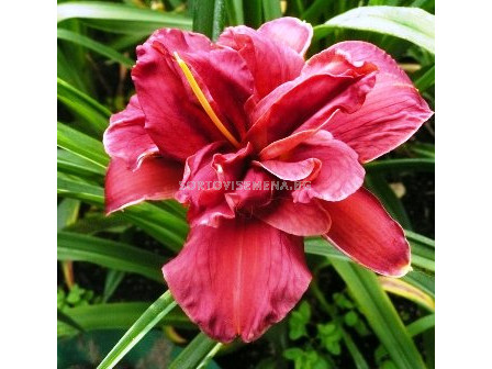 Хемерокалис (Hemerocallis) Double Firecracker