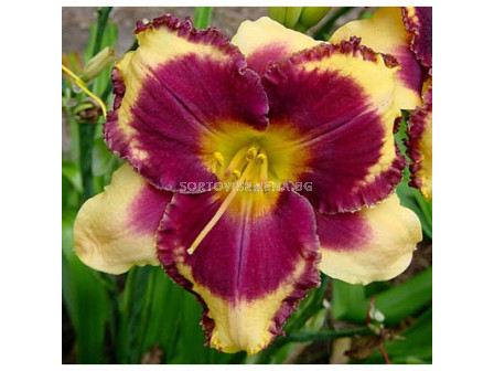 Хемерокалис (Hemerocallis) Eye on America 