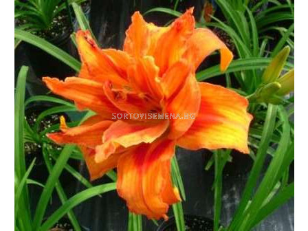 Хемерокалис (Hemerocallis) Fulva Kwanso