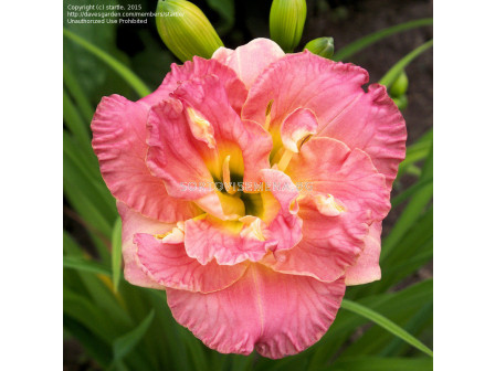 Хемерокалис (Hemerocallis) Lacy Doily