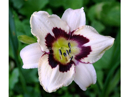 Хемерокалис (Hemerocallis) Moonlight Masquerade