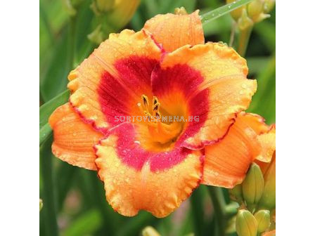 Хемерокалис (Hemerocallis) My Sunshine