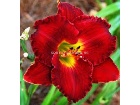 Хемерокалис Red - Hemerocallis  Red