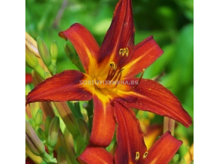 Хемерокалис (Hemerocallis) Sammy Russel