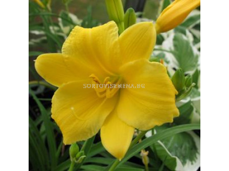 Хемерокалис Yellow -  Hemerocallis Yellow