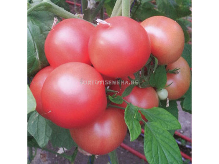 Семена домати ХЕПИНЕТ F1 ( HAPYNET F1 ) Syngenta 1 оп-500 сем.