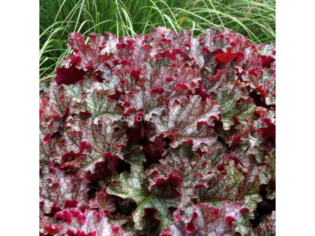 Хойхера / Heuchera Can Can / 1 бр 				 