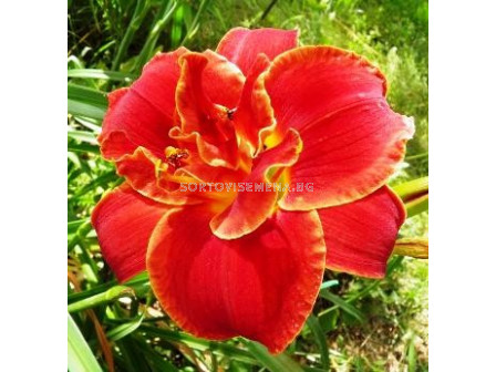 Хемерокалис (Hemerocallis) Highland Lord