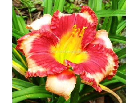 хемерокалис Jordan - hemerocallis  Jordan