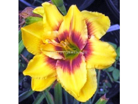 хемерокалис Mount - hemerocallis  Mount