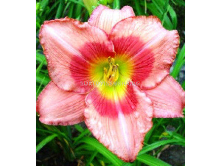 Хемерокалис Rosa - Hemerocallis  Rosa