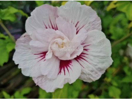 Хибискус/ Hibiscus Syriacus China Chiffon - 1 бр.