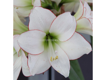 Амарилис Picotee - Hippeastrum diamond 'Picotee - 1 бр