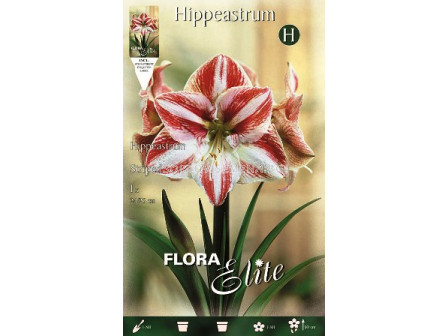 Амарилис (Hippeastrum) Striped