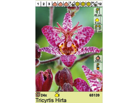 Тигридия Hirta/ Tricyrtis - 1 брой