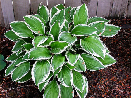 хоста Albomarginata - hosta Albomarginata