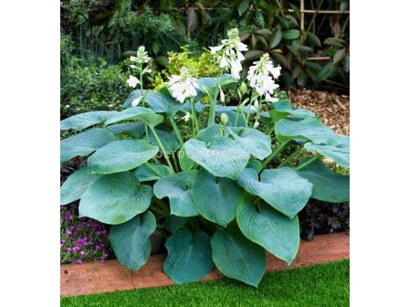 Хоста Bressigham Blue - Hosta Bressigham Blue 